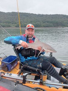 Starry Smooth-Hound