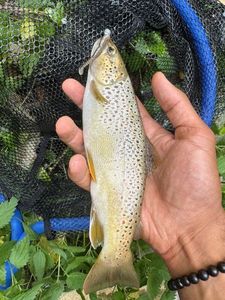 Brown Trout