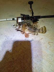 Brown Scorpionfish