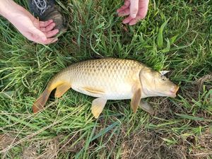 Common Carp