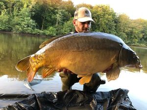 Mirror Carp