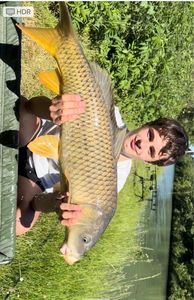 Common Carp