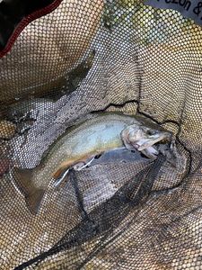 Brook Trout