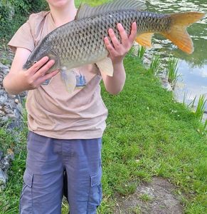 Common Carp