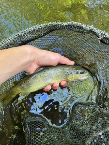Brown Trout
