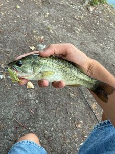 Largemouth Bass
