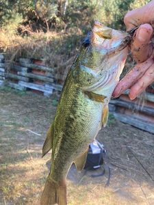 Largemouth Bass