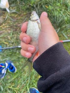 Roach
