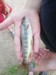 Brown Trout