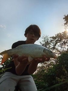 Common Carp