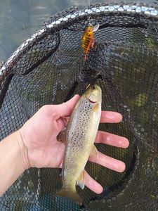 Brown Trout