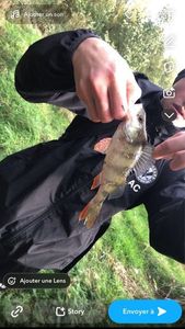 European Perch