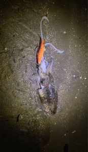 Common Cuttlefish