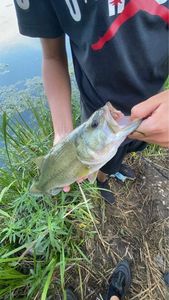 Smallmouth Bass