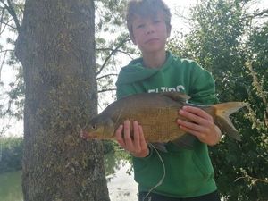 Common Bream