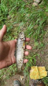 Brown Trout