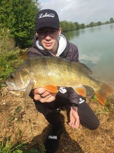 European Perch