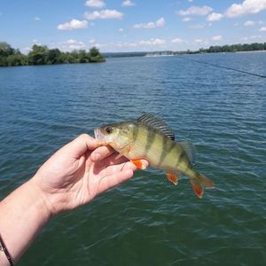European Perch
