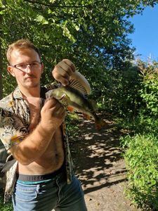 European Perch