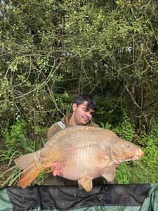 Mirror Carp