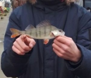 European Perch