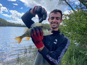 European Perch