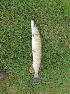 Chain Pickerel