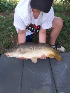Mirror Carp