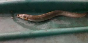 European Eel (Common Eel)