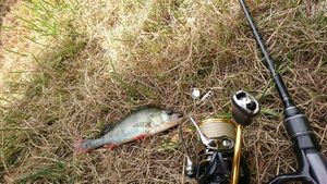 European Perch