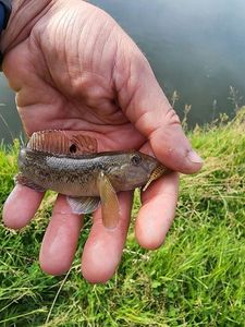 Monkey Goby
