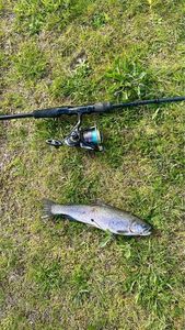 Rainbow Trout