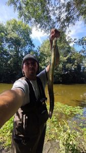 European Eel (Common Eel)