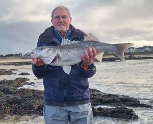 European Bass (Seabass)