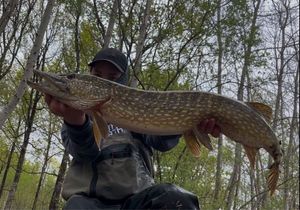 Northern Pike