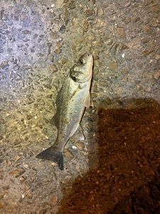 European Bass (Seabass)