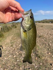 Largemouth Bass