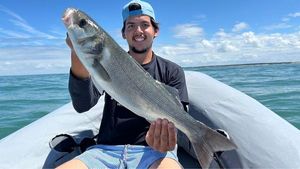 European Bass (Seabass)