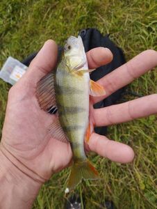 European Perch