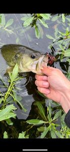 Largemouth Bass