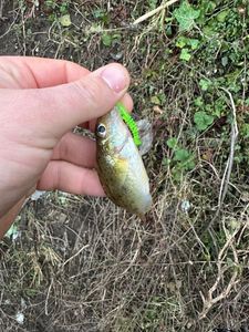 Ruffe