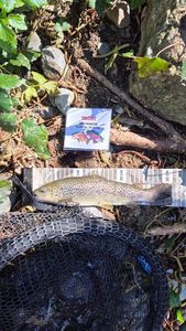 Brown Trout