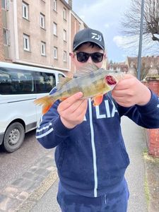 European Perch