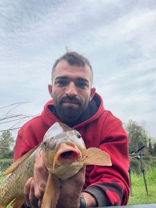 Common Carp