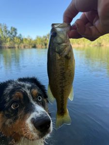 Largemouth Bass