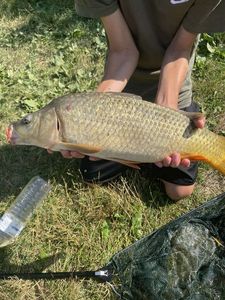 Common Carp