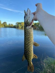Northern Pike
