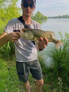 Largemouth Bass