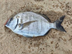 White Seabream