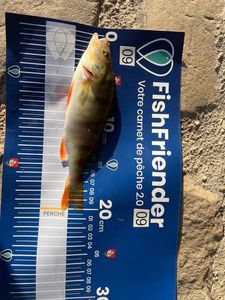 European Perch
